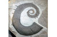 Crioceras mulsanti